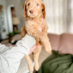 Double Doodle and Labradoodle Puppies from Magnolia & Finn Doodles