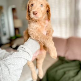 Double Doodle and Labradoodle Puppies from Magnolia & Finn Doodles