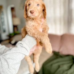 Double Doodle and Labradoodle Puppies from Magnolia & Finn Doodles