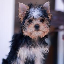 Charming Girl - Blue and gold female Yorkshire Terrier puppy in Stanton, California from Essence of Grace Yorkies