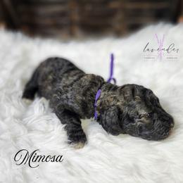 Mimosa - Black and tan female Cockapoo puppy in Mancelona, Michigan from Lavender poodles & doodles