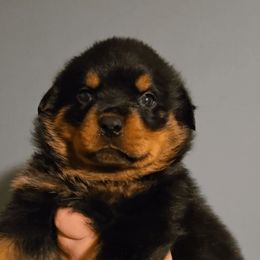 Pink Girl 1 - Black and mahogany female Rottweiler puppy in Shepherdsville, Kentucky from Rottie Squad Kennel