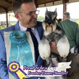 Penny - Miniature Schnauzer