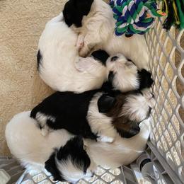 Havanese Puppies from Glenwood Trails Havanese