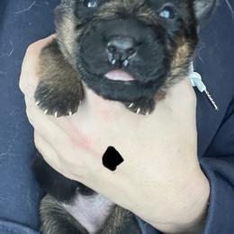 Black collar girl - Black and red female German Shepherd puppy in Worthington, Indiana from Aus Gerstbrei German Shepherds