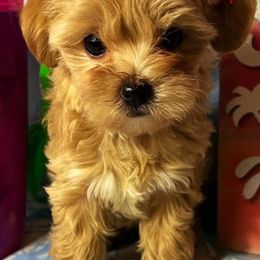 Yorkipoos and Yorkshire Terriers from Louisiana Pets Yorkies and Yorkiepoos