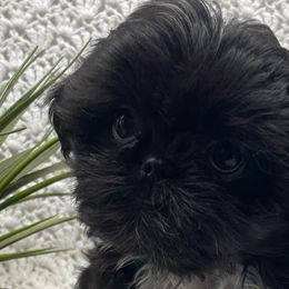 Shih Tzus from Cuddly Coastal Cuties