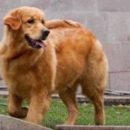 Prana - Golden Retriever