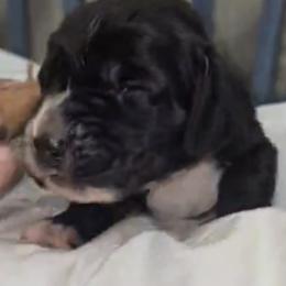 Basset Hound Puppies from Buck Wild 4 Bassets