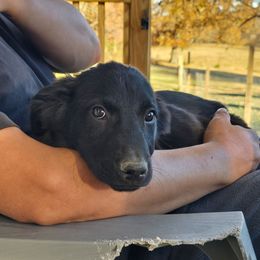 Boy 3 - Black male Xoloitzcuintli puppy in Ethridge, Tennessee from Royalty Reigns Xolos