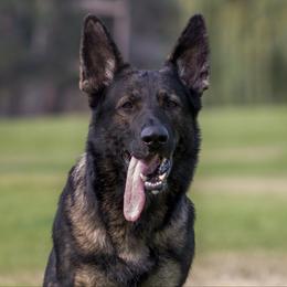 Shaft - German Shepherd
