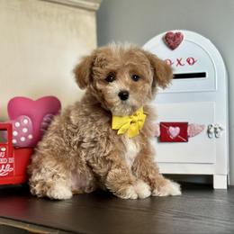 Jingle - Apricot male Poodle puppy in Kentucky from Deerly Poodles