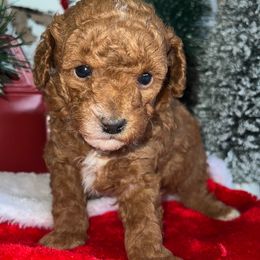Santa - Poodle puppy in Savannah, Tennessee from Poodle Doodle Boyds