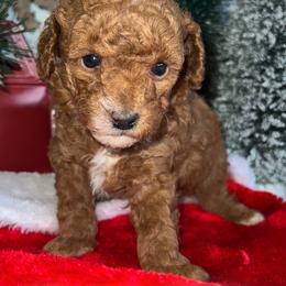 Santa - Poodle puppy in Savannah, Tennessee from Poodle Doodle Boyds