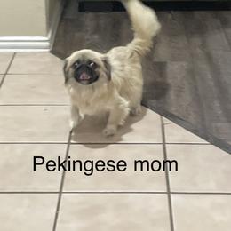 Deisy - Pekingese