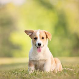 Red Collar - Tennessee - Red male Pembroke Welsh Corgi puppy in Waverly Hall, Georgia from 6g Ranch Corgis