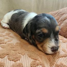 Silky wirehaired Apollo AKC - Dapple male Dachshund puppy in Torrance, California from Lucky Dachshunds