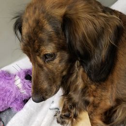Nova - Dachshund