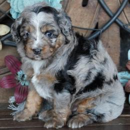 Girl 2 - Blue merle female Aussiedoodle puppy in Lawton, Oklahoma from Lindsey’s Aussies