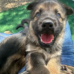 Flame - Sable female German Shepherd puppy in Winters, California from Vom Haefner German Shepherds