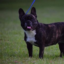 French Bulldog puppies from Southern Mississippi Frenchies