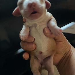Speckle - Piebald female Dachshund puppy in Pinson, Alabama from Sweet Honey Bunn Hounds