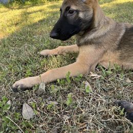 Belgian Malinois Puppies from MDK Malinois