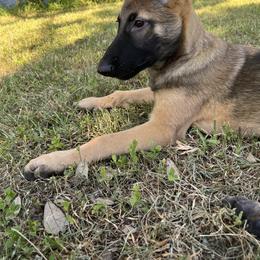 Belgian Malinois Puppies from MDK Malinois