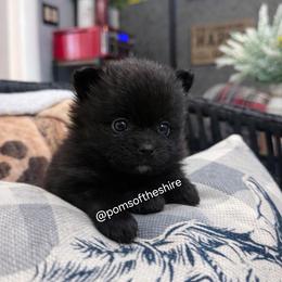 Boromir - Black male Pomeranian puppy in Boca Raton, Florida from Poms of The Shire