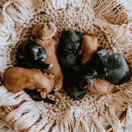 Cavalier King Charles Spaniels and Cavapoos from Small Town Cavaliers