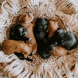 Cavalier King Charles Spaniels and Cavapoos from Small Town Cavaliers