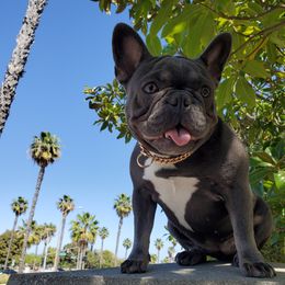 Luna - French Bulldog