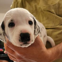 Red Boy - White and black Dalmatian puppy in Old Fort, North Carolina from Smith's Dalmatians