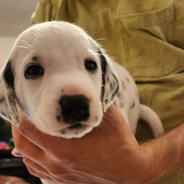 Red Boy - White and black Dalmatian puppy in Old Fort, North Carolina from Smith's Dalmatians