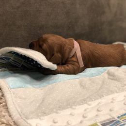 Goldendoodle Puppies from JD GoldenDoodles