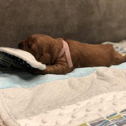 Goldendoodle Puppies from JD GoldenDoodles