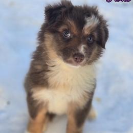 SugarPlum - Red merle female Australian Shepherd puppy in Albion, Michigan from Northern Lights Aussies (NL Aussies)
