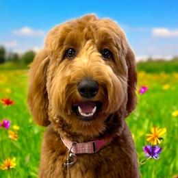 Assorted Doodle Crosses, Bernedoodles, Goldendoodles, and Labradoodles from Erica’s Doodles