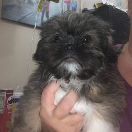 Shih Tzu Puppies from Country Time Shihtzu
