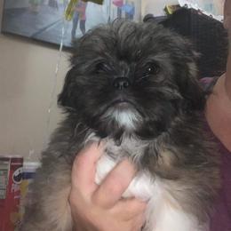 Shih Tzu Puppies from Country Time Shihtzu