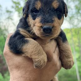 Baby Girl Yellow - Black and tan female Airedale Terrier puppy in Mooresville, North Carolina from Farm 55
