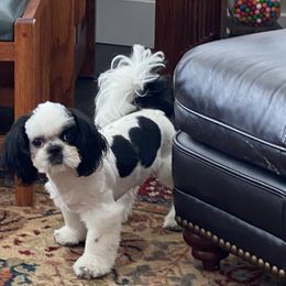 Boy 2 - Black and white Shih Tzu puppy in Terrebonne, Oregon from Jazzie Shih Tzu