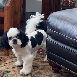 Boy 2 - Black and white Shih Tzu puppy in Terrebonne, Oregon from Jazzie Shih Tzu
