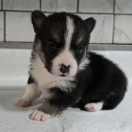 American Corgi Puppies from Whitecreek Corgis of Columbus, IN