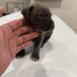 Blue Brindle Boy - Gray brindle male Cane Corso puppy in Laplace, Louisiana from BFM Cane Corso’s