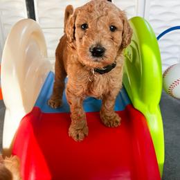 Goldendoodle Puppies from Lundee Doodles