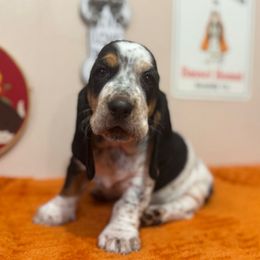 Freckles - Black brown and white female Basset Hound puppy in Pilot Mtn, North Carolina from Lowdown Love Basset Hounds