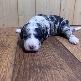 Ash - Merle male Bernedoodle puppy in Carmichaels, Pennsylvania from JensenBelle Doodles