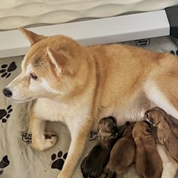 Apple Pie - Shiba Inu