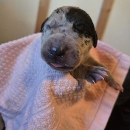 Merle female - Merle female Great Dane puppy in Albany, Oregon from Red Cloud Australian Shepherds and DeGray Great Danes & Bulldogs